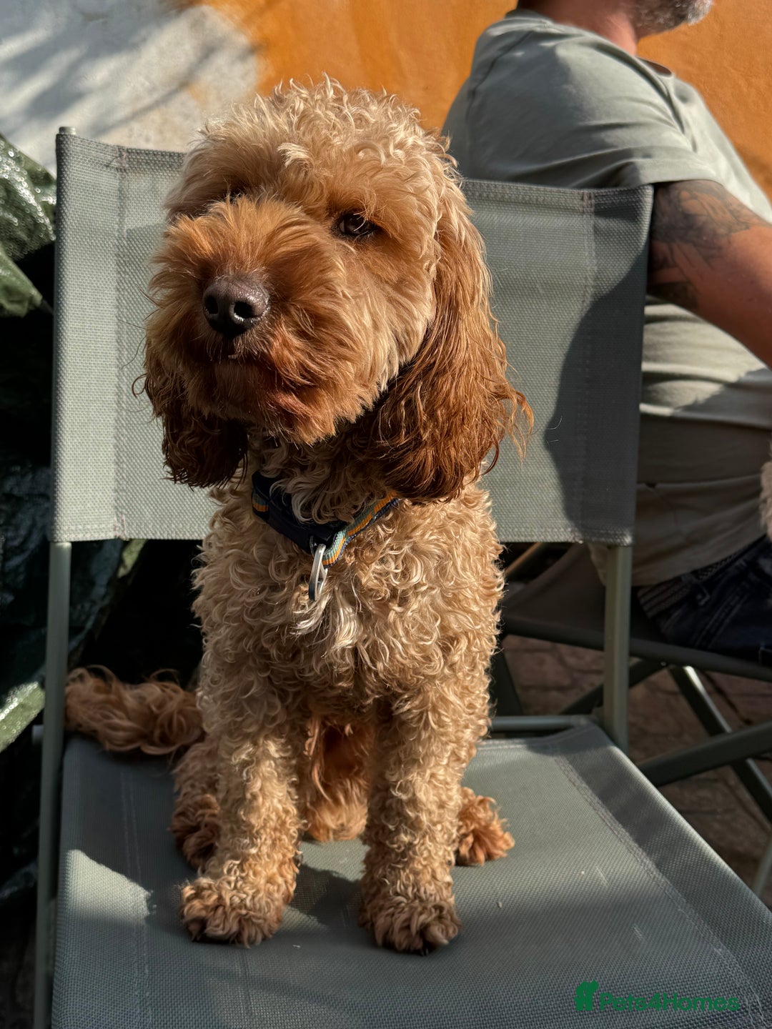 Cockapoo dogs for sale: Cockapoo male - Advert 4