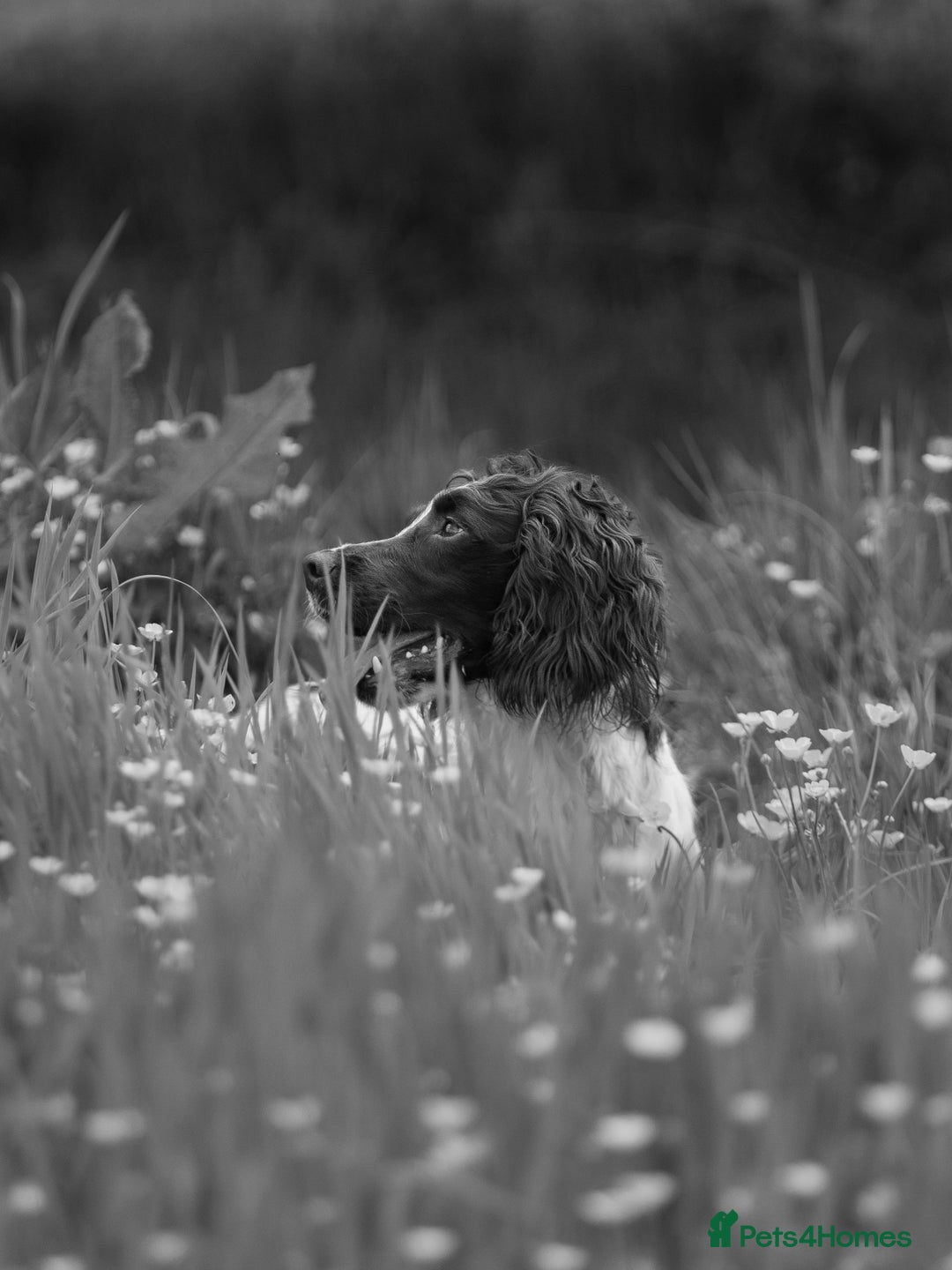 English Springer Spaniel dogs for stud: Field Trial Winner Ribblebrook Rocky @ Stud - Image 15