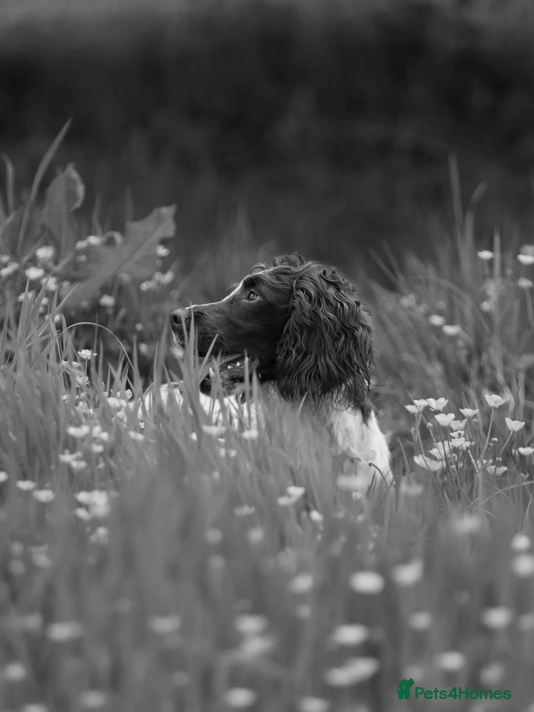 English Springer Spaniel dogs for stud: Field Trial Winner Ribblebrook Rocky @ Stud - Advert 15