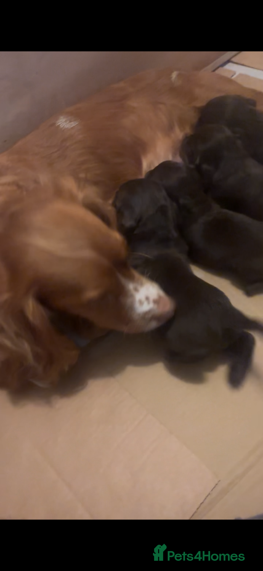 Cocker Spaniel dogs for sale: 3 male cocker spaniel pups  - Image 23