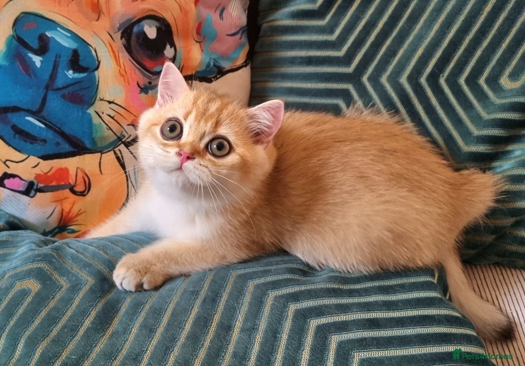 British Shorthair cats for sale: NY12 GOLDEN BSH BOY READY TO GO! - Image 5