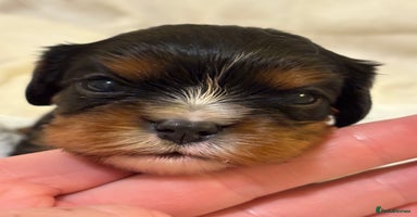 Cavalier King Charles Spaniel dogs Health Tested, beautiful KC Cavalier Puppies.  - Advert 16