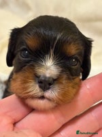 Cavalier King Charles Spaniel dogs Health Tested, beautiful KC Cavalier Puppies. - Advert 5