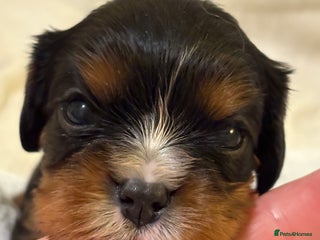 Cavalier King Charles Spaniel dogs Health Tested, beautiful KC Cavalier Puppies. - Advert 4
