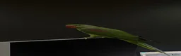 Parrots birds for sale: Hand-Tamed & Trained Alexandrine Parrot in Rotherham - Advert 6