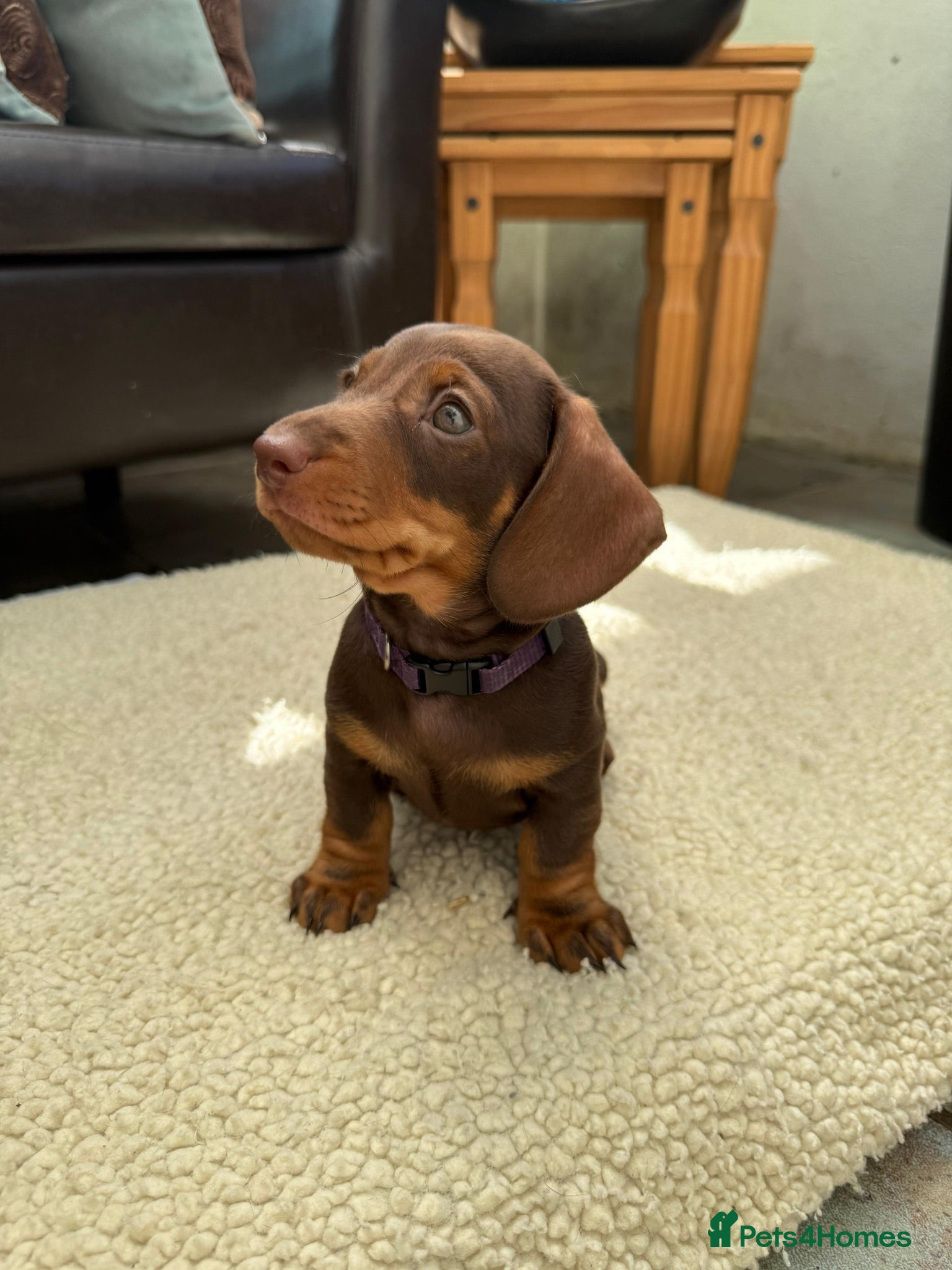Miniature Dachshund dogs Miniature daschund  - Advert 1