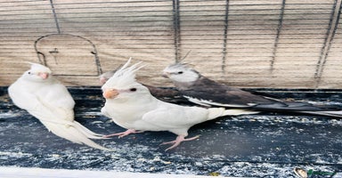 Cockatiels birds - Advert 15