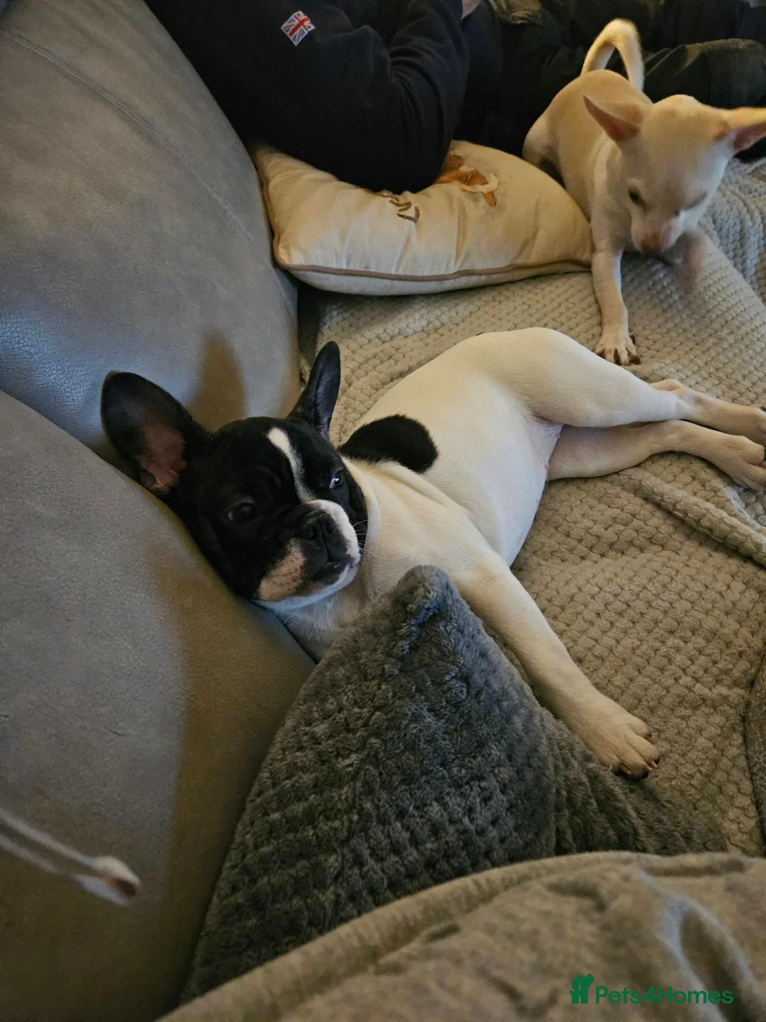 French Bulldog dogs for sale: Female french bulldog in Chesterfield - Advert 2