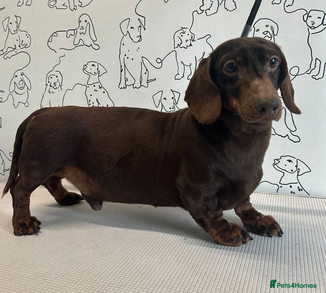 Miniature Dachshund dogs for sale: Stunning Dapple Dachshunds - Advert 7