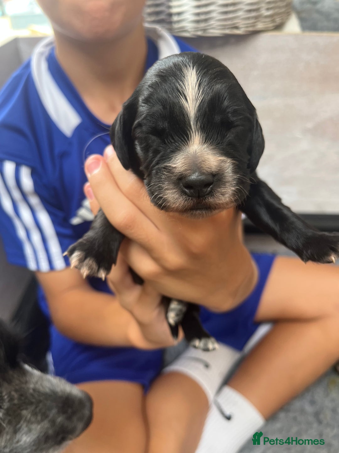 Cocker Spaniel dogs for sale: Beautiful Working Cocker Spaniel Puppies for Sale - Image 26