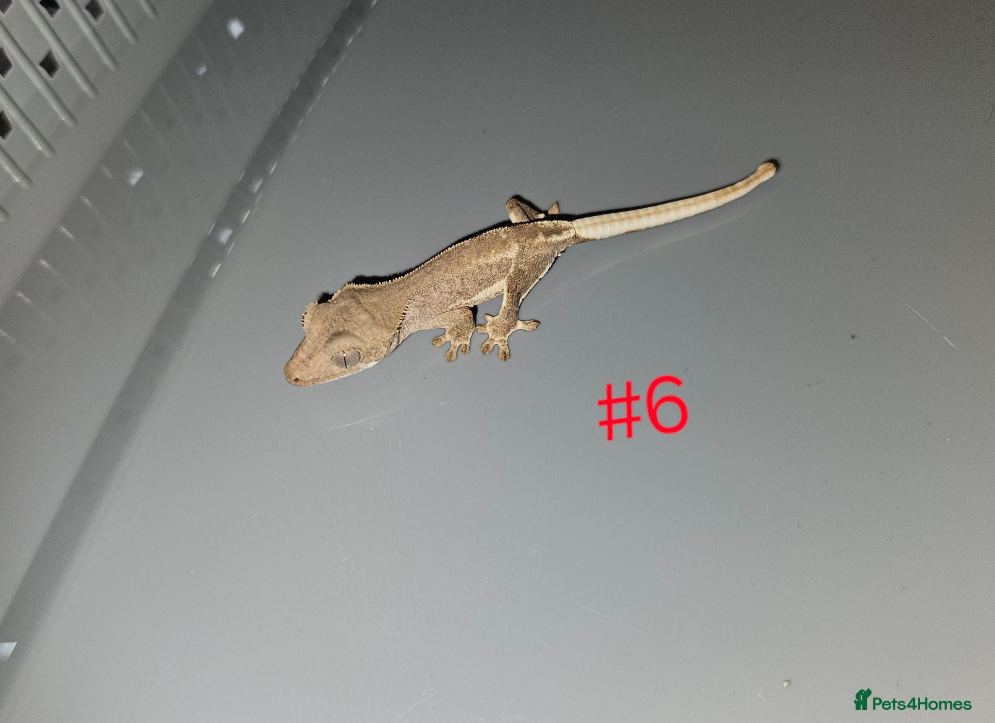 Gecko reptiles Crested Geckos  - Advert 2