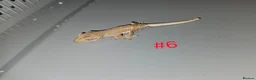 Gecko reptiles for sale: Crested Geckos  - Advert 1