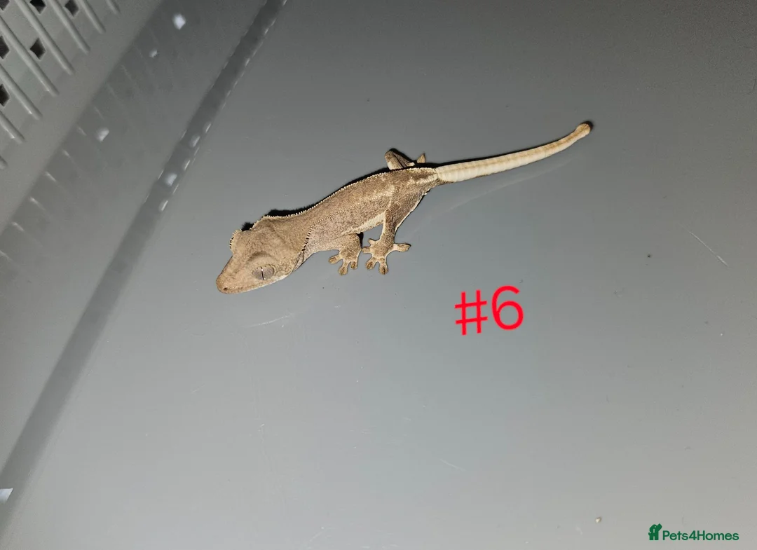 Gecko reptiles for sale: Crested Geckos  - Advert 1