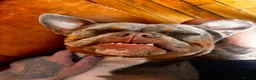 American Bully dogs for sale: 2 sweeties need forever home! - Advert 8