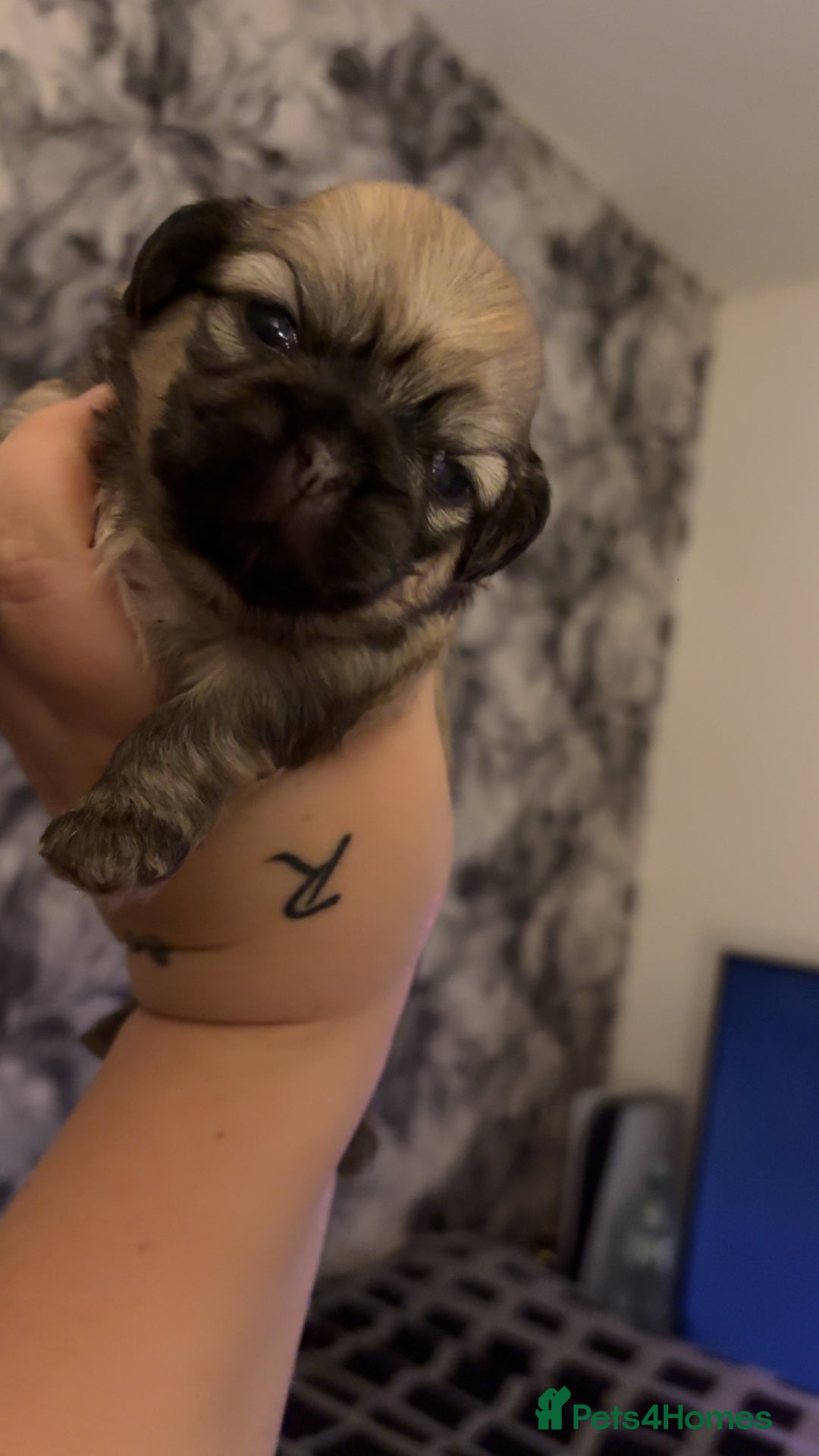 Shih Tzu dogs for sale: Shih Tzus puppies - Advert 2