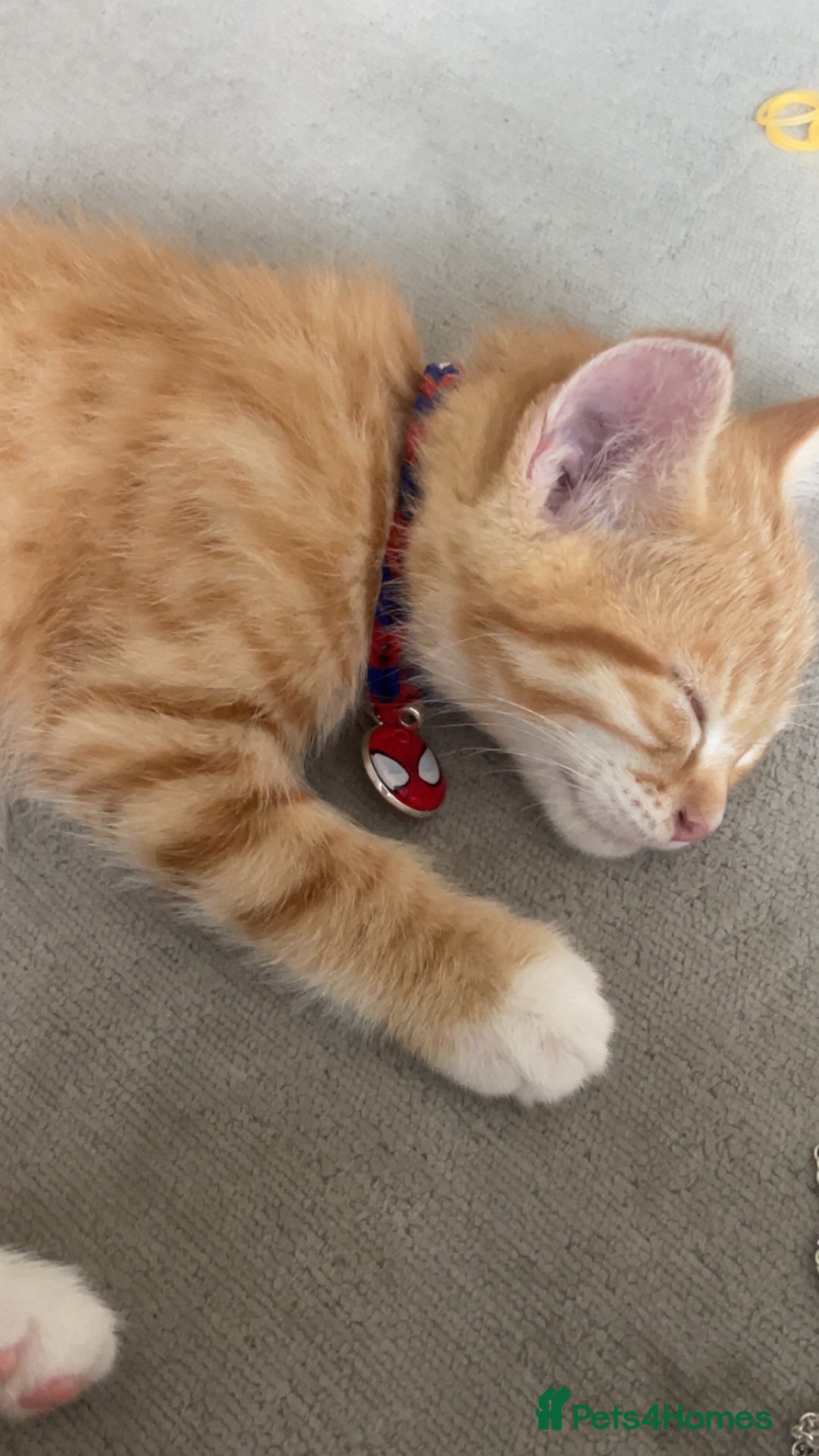 British Shorthair cats for sale: 3 month old kitten. ginger  - Image 2