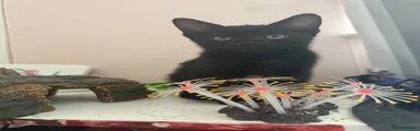 Male kitten 