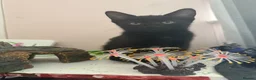 Mixed Breed cats for sale: 2 kittens ready for new homes  - Advert 6
