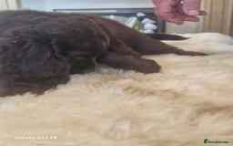 Cocker Spaniel dogs for sale: Cocker Spaniel puppies  - Image 27