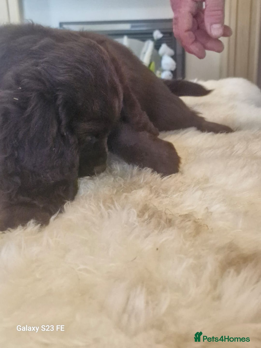 Cocker Spaniel dogs for sale: Cocker Spaniel puppies  - Image 27