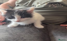 Domestic Shorthair cats for sale: 2 Black and White Kittens for sale - Image 6