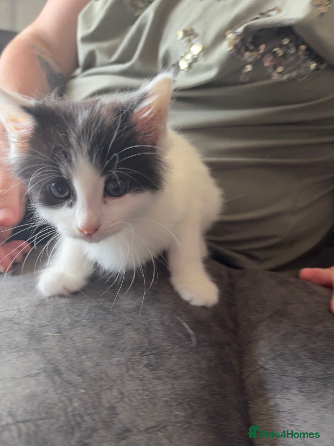 Domestic Shorthair cats for sale: 2 Black and White Kittens for sale - Image 6