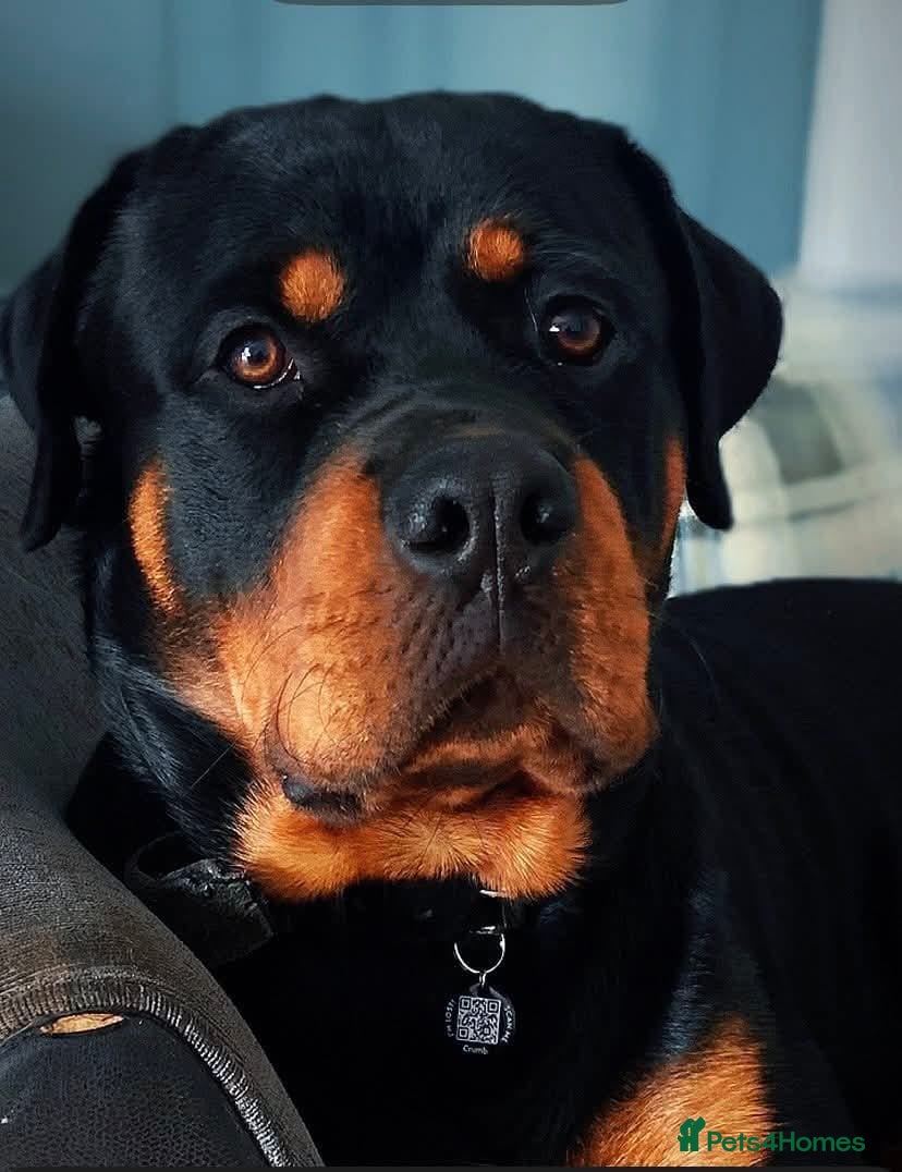Rottweiler dogs 16 Month Old Male Rottweiler  in Mansfield - Advert 9