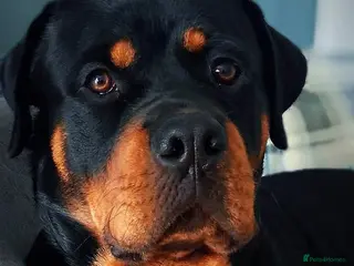 Rottweiler dogs 16 Month Old Male Rottweiler in Mansfield - Advert 9