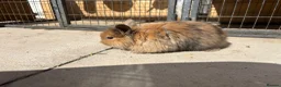 Mixed Breed rabbits for sale: Lion head cross rabbits  - Advert 4