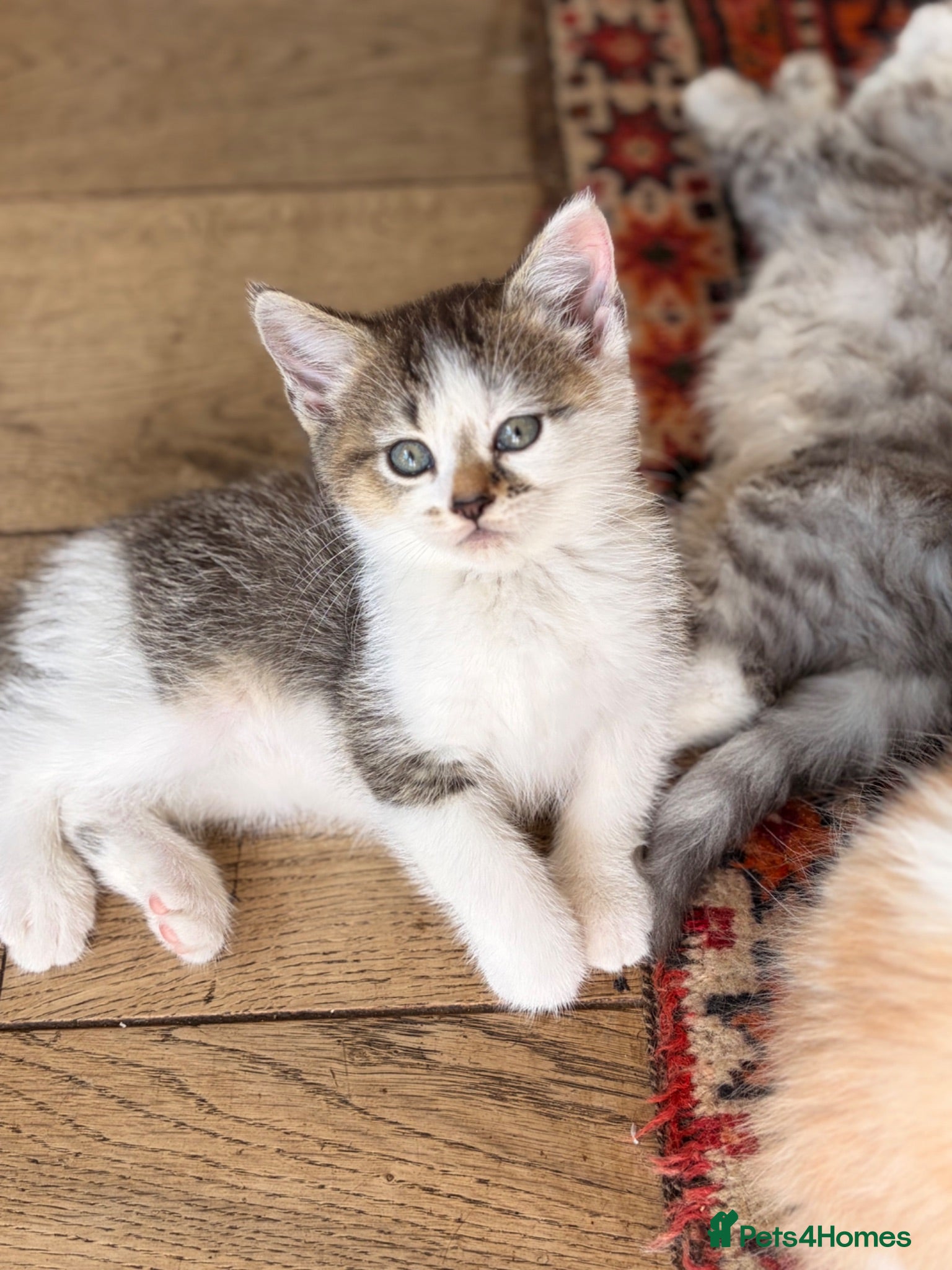 Scottish Fold cats GORGEOUS SCOTTISH FOLD X EXOTIC PERSIAN KITTENS - Advert 4