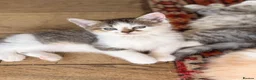 Scottish Fold cats for sale: GORGEOUS SCOTTISH FOLD X EXOTIC PERSIAN KITTENS - Advert 3