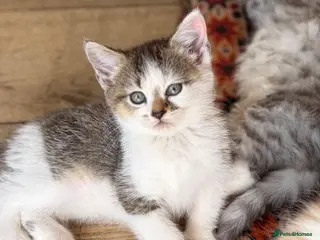 Scottish Fold cats GORGEOUS SCOTTISH FOLD X EXOTIC PERSIAN KITTENS - Advert 4