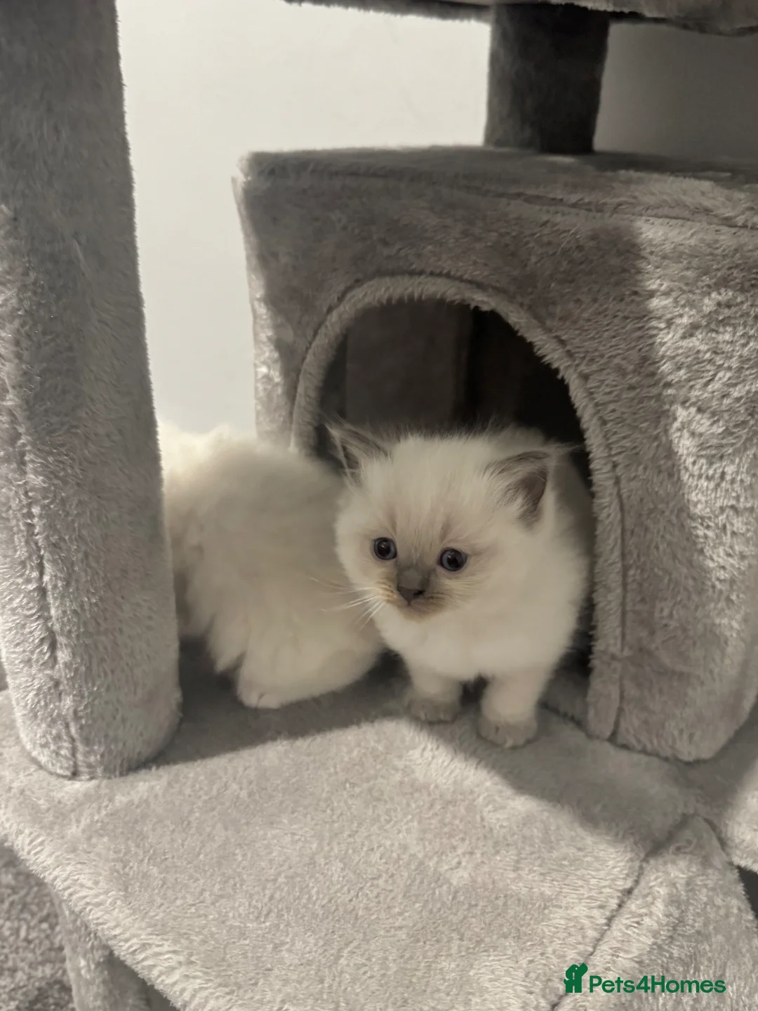 Ragdoll cats for sale: Beautiful Purebreed Ragdoll Kittens - Advert 2