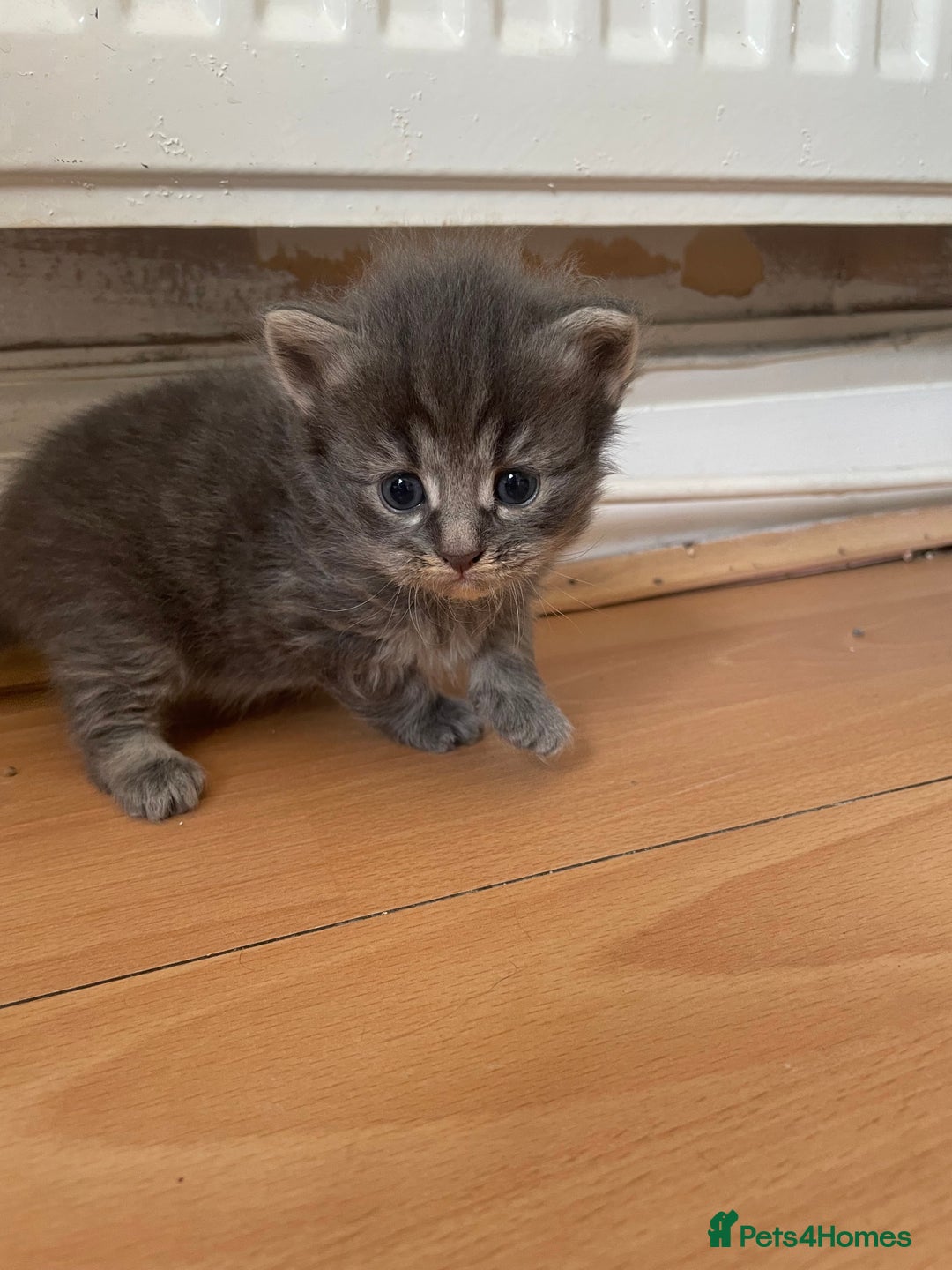 Egyptian Mau cats for sale: Egyptian mau kittens  - Image 5