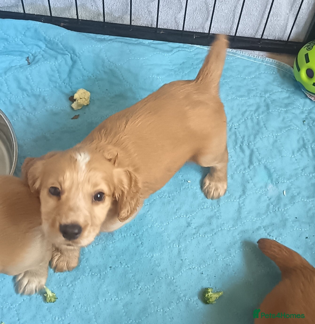 Cocker Spaniel dogs 6 STUNNING KC REGISTERED COCKER SPANIEL PUPPIES  - Advert 12