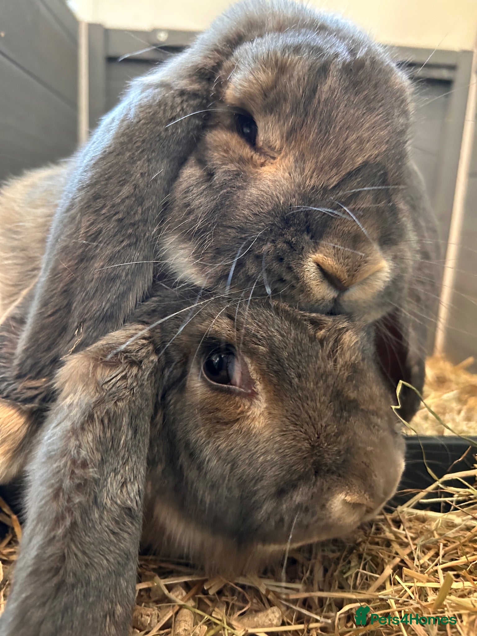 French Lop rabbits 2 bonded French lops  - Advert 18