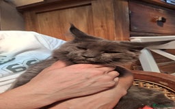Maine Coon cats for sale: Maine coon purebred pedigre xl in Barnsley - Image 17