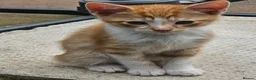 Mixed Breed cats for sale: 2 Ginger and 1 gray male cats - READY TO GO - Advert 10