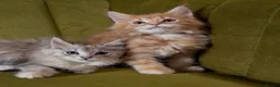 Maine Coon cats for sale: Pedigree Maine coon kittens can be TICA reg in Dorking - Advert 8