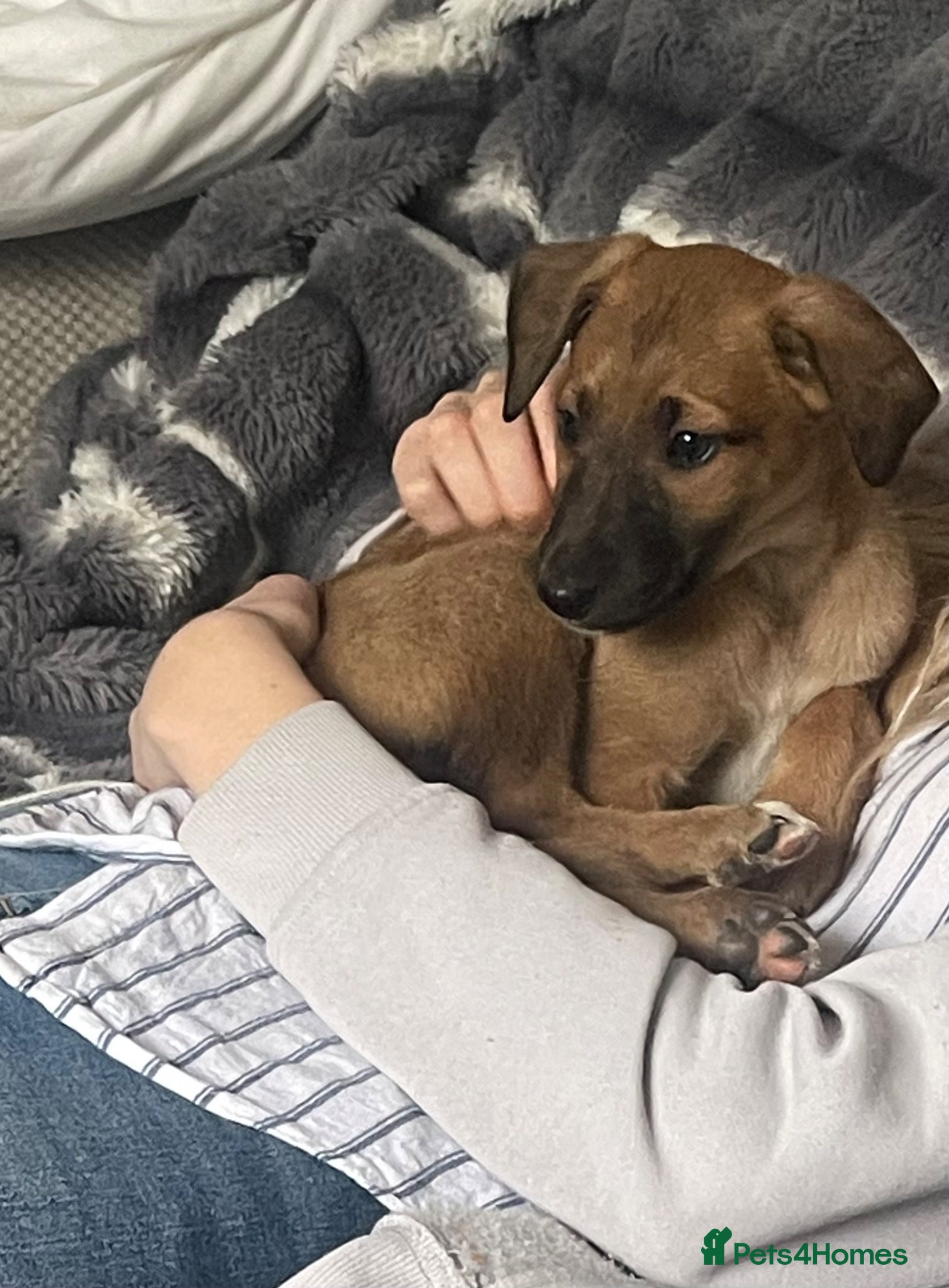 Mixed Breed dogs Bedlington whippet greyhound  - Advert 1