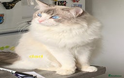 Ragdoll cats for sale: Gorgeous pure breed Ragdoll kittens  - Image 14