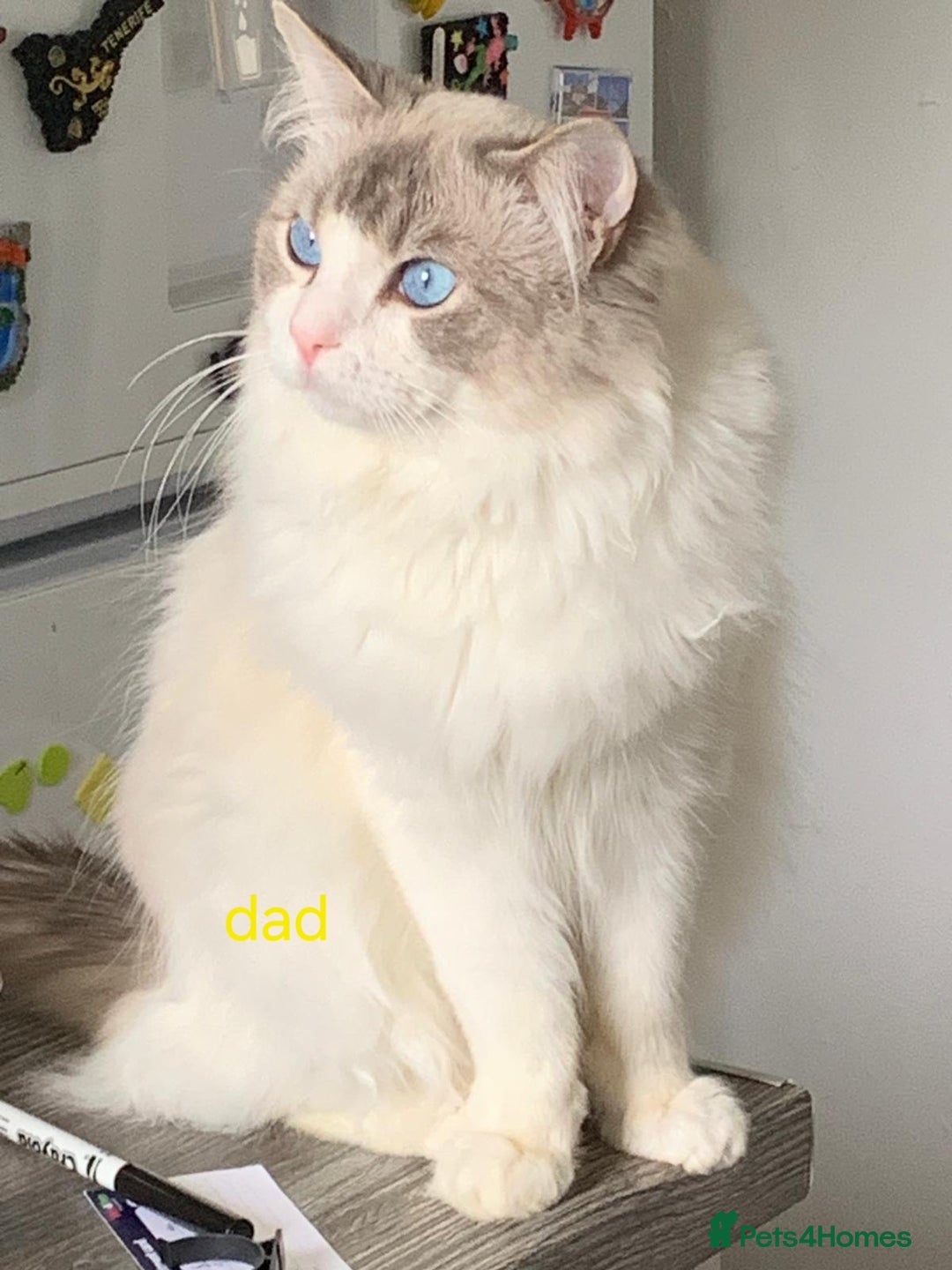 Ragdoll cats for sale: Gorgeous pure breed Ragdoll kittens  - Image 14