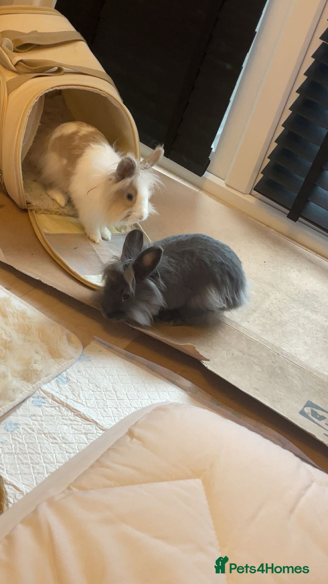 Mixed Breed rabbits for sale: 2 adult Mini lops X lion heads  - Image 2