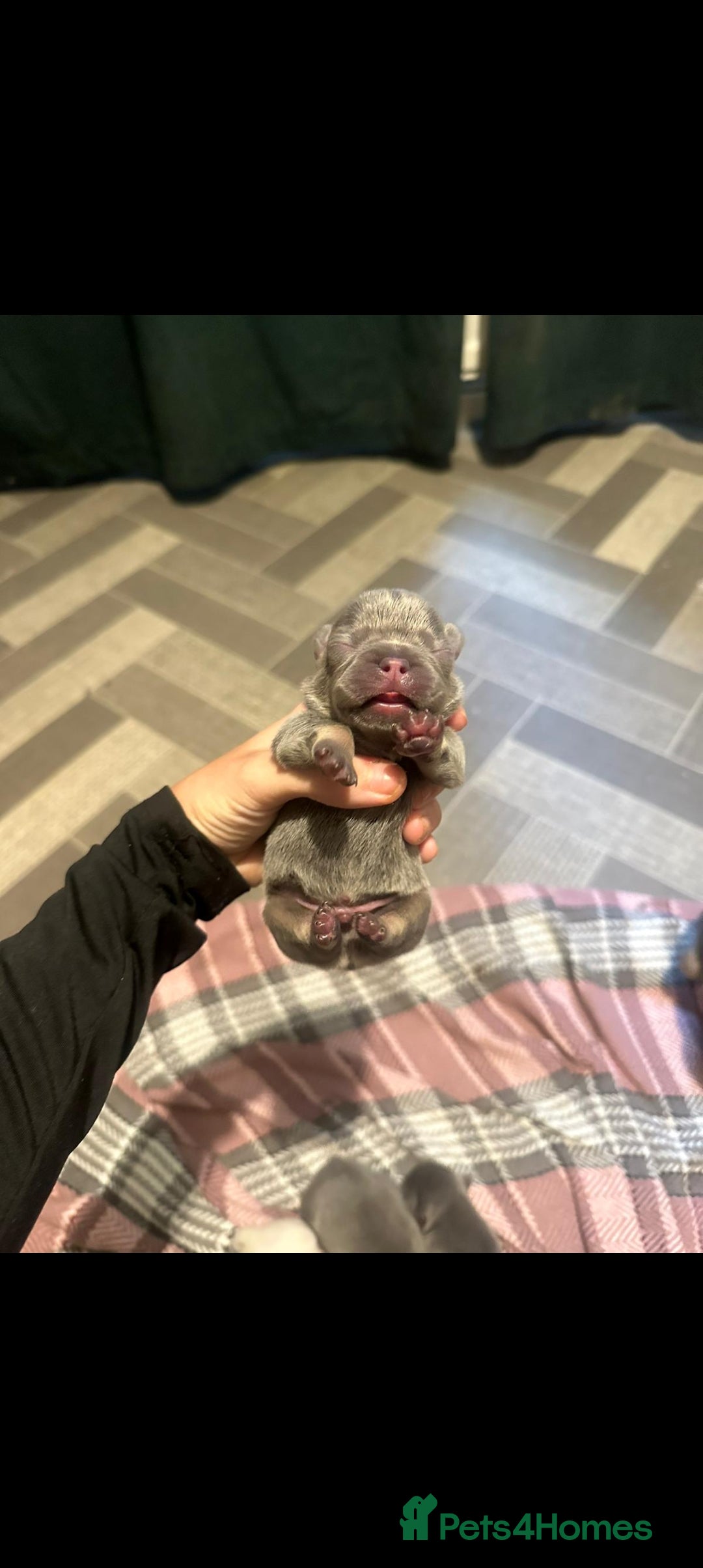 French Bulldog dogs for sale: French bulldog pups  - Image 9