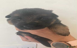 German Shepherd dogs for sale: Beautiful KC Registered German Shepherd puppies  - Image 3