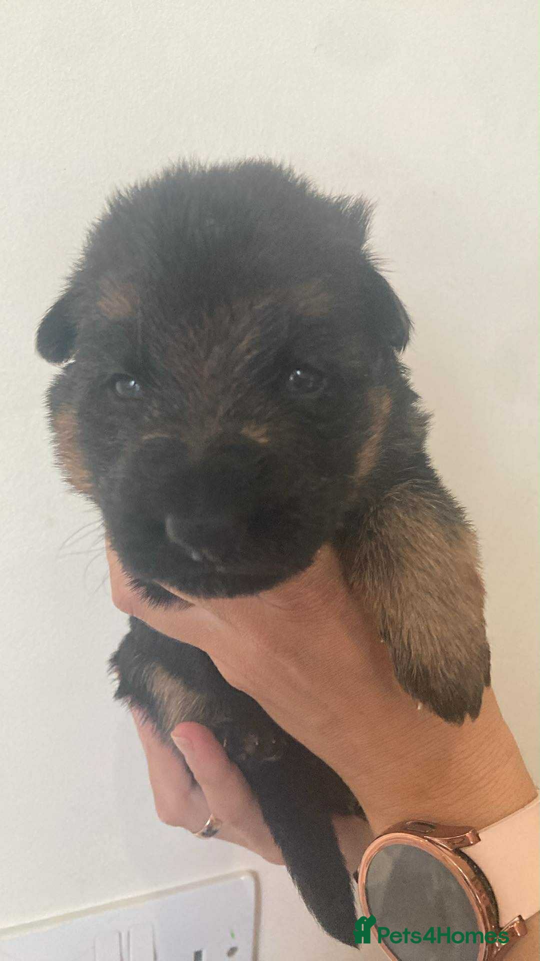 German Shepherd dogs for sale: Beautiful KC Registered German Shepherd puppies  - Image 3