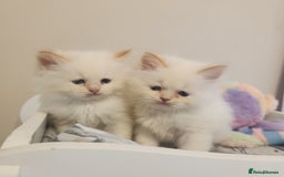 Persian cats for sale: 2 beautiful boys ready this weekend  - Image 5