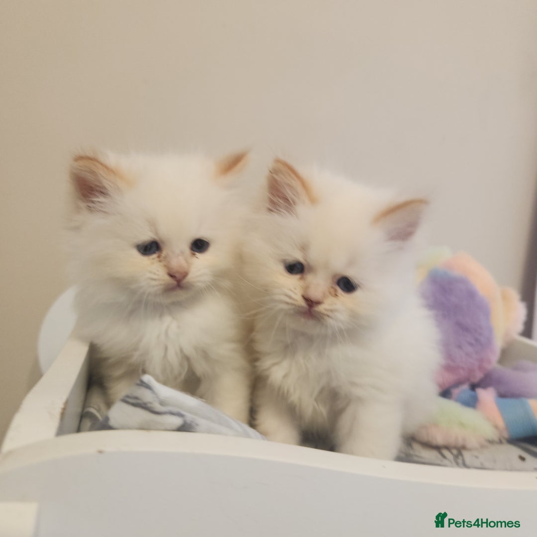 Persian cats for sale: 2 beautiful boys ready this weekend  - Image 5