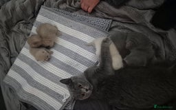 British Shorthair cats for sale: Adorable,chunky,champion lined british shorthairs! - Image 12