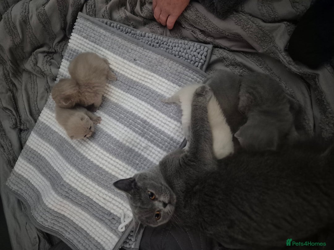 British Shorthair cats for sale: Adorable,chunky,champion lined british shorthairs! - Image 12